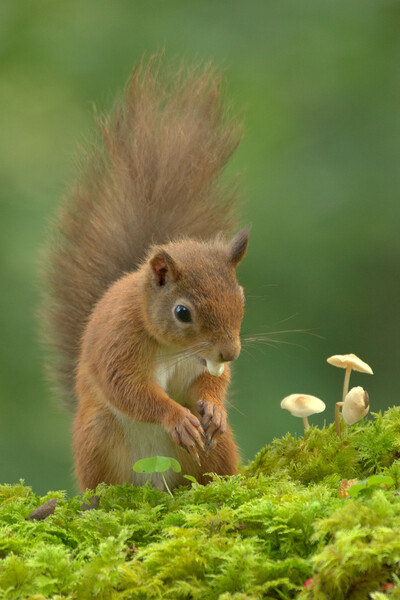 Red Squirrel  Picture Board by Macrae Images