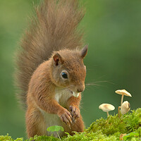 Buy canvas prints of Red Squirrel  by Macrae Images
