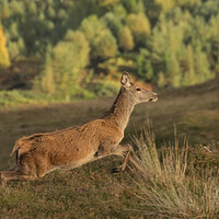 Buy canvas prints of Red Deer by Macrae Images