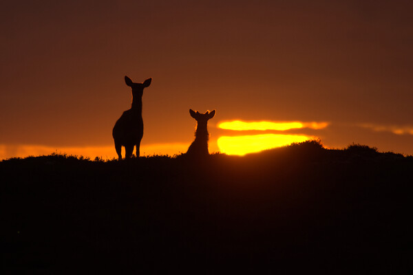 Red Deer and the Rising Sun Picture Board by Macrae Images