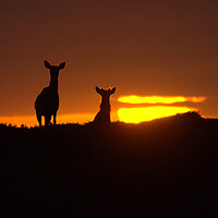 Buy canvas prints of Red Deer and the Rising Sun by Macrae Images