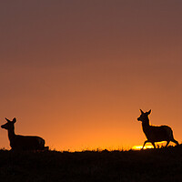 Buy canvas prints of Red Deer Sunrise by Macrae Images
