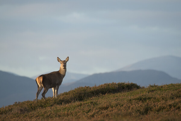 Red Deer Hind Picture Board by Macrae Images