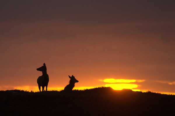 Red Deer and the Rising Sun Picture Board by Macrae Images