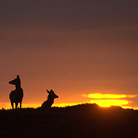 Buy canvas prints of Red Deer and the Rising Sun by Macrae Images