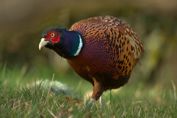 Pheasant Picture Board by Macrae Images