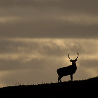 Buy canvas prints of Stag Silhouette  by Macrae Images