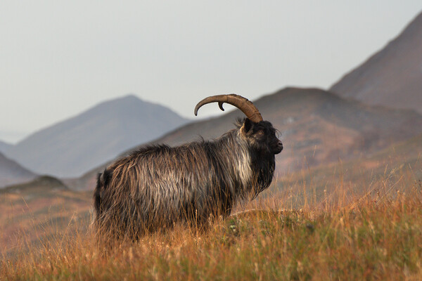 Feral Goat Picture Board by Macrae Images