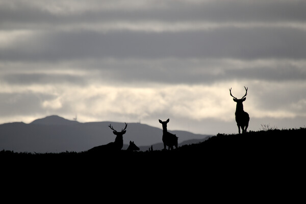 Red Deer Silhouettes Picture Board by Macrae Images