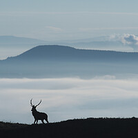 Buy canvas prints of Foggy Silhouettte by Macrae Images