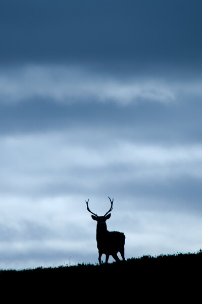 Stag Silhouette  Picture Board by Macrae Images