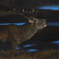 Buy canvas prints of Royal Stag by Macrae Images