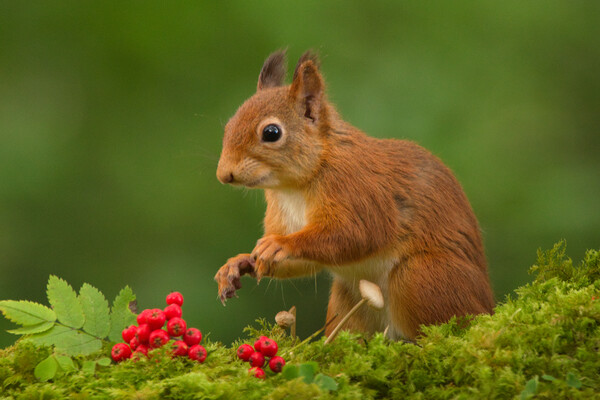 Red Squirrel Picture Board by Macrae Images