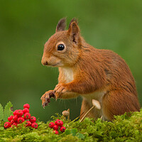 Buy canvas prints of Red Squirrel by Macrae Images