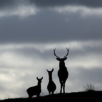 Buy canvas prints of Red Deer Silhouettes by Macrae Images
