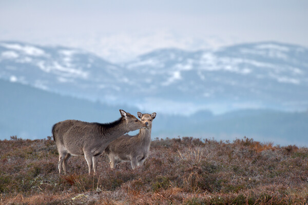 Sika Deer Picture Board by Macrae Images