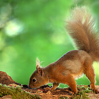 Buy canvas prints of Red Squirrel by Macrae Images