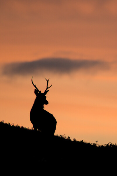 Sunrise Stag Silhouette  Picture Board by Macrae Images