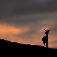 Buy canvas prints of Deer Silhouette by Macrae Images
