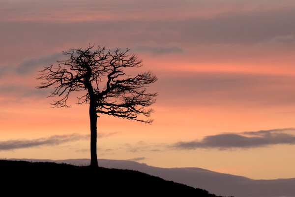 Lone Tree Silhouette Picture Board by Macrae Images