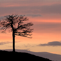 Buy canvas prints of Lone Tree Silhouette by Macrae Images
