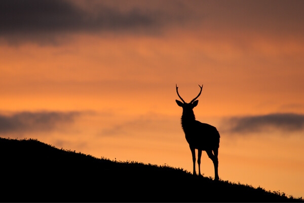 Sunrise Stag Silhouette Canvas Print by Macrae Images