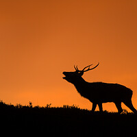 Buy canvas prints of Roaring Stag by Macrae Images