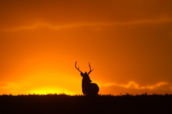 Stag and the Rising Sun Picture Board by Macrae Images