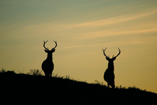 Stags of Strathglass Picture Board by Macrae Images
