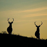 Buy canvas prints of Stags of Strathglass by Macrae Images