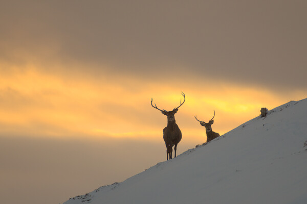 Winter Sunset in Strathglass Picture Board by Macrae Images