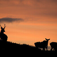 Buy canvas prints of Strathglass Silhouettes by Macrae Images