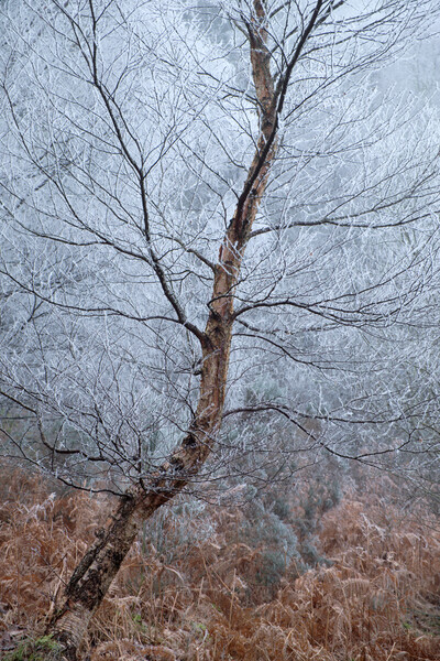 Winter Birch Picture Board by Macrae Images