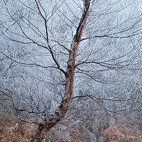 Buy canvas prints of Winter Birch by Macrae Images