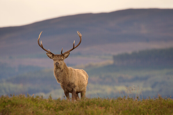 Red Deer Stag Picture Board by Macrae Images