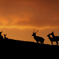 Buy canvas prints of Strathglass Silhouettes by Macrae Images