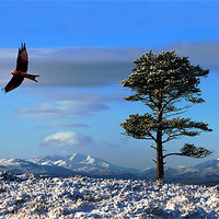Buy canvas prints of Red kite by Macrae Images