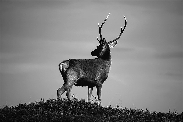 Black and white stag Picture Board by Macrae Images