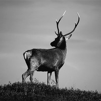 Buy canvas prints of Black and white stag by Macrae Images