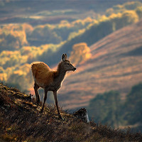 Buy canvas prints of Red deer calf by Macrae Images