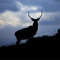 Buy canvas prints of Stags silhouette by Macrae Images