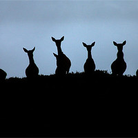 Buy canvas prints of Red deer silhouettes by Macrae Images
