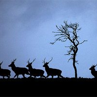 Buy canvas prints of Red deer stags by Macrae Images