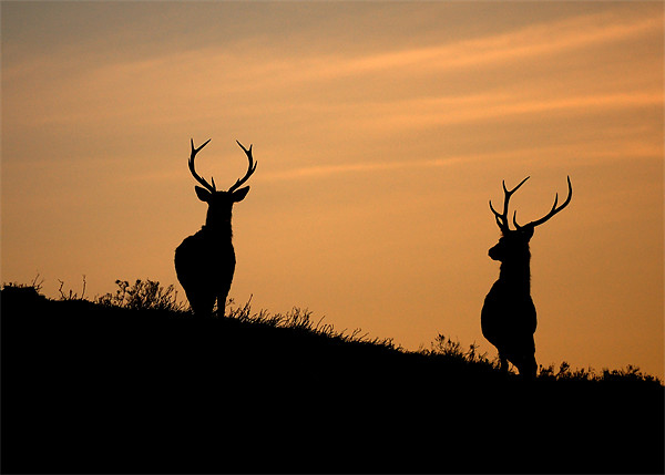 Red deer dawn Picture Board by Macrae Images