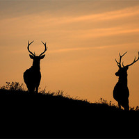 Buy canvas prints of Red deer dawn by Macrae Images