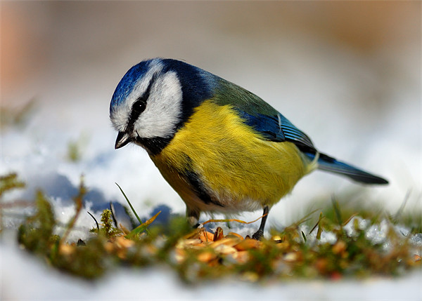 Blue tit Picture Board by Macrae Images