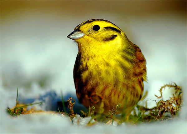 Yellowhammer Picture Board by Macrae Images