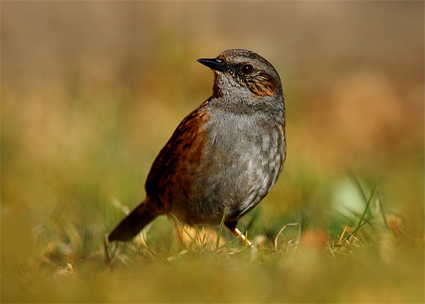 Dunnock Picture Board by Macrae Images