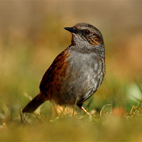 Buy canvas prints of Dunnock by Macrae Images