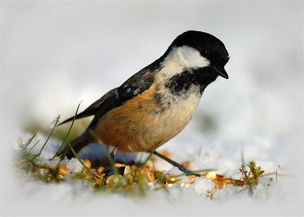 Coal tit Picture Board by Macrae Images